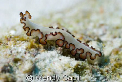 A very pretty flatworm taken at Ulong Channel with Nikon ... by Wendy Capili 